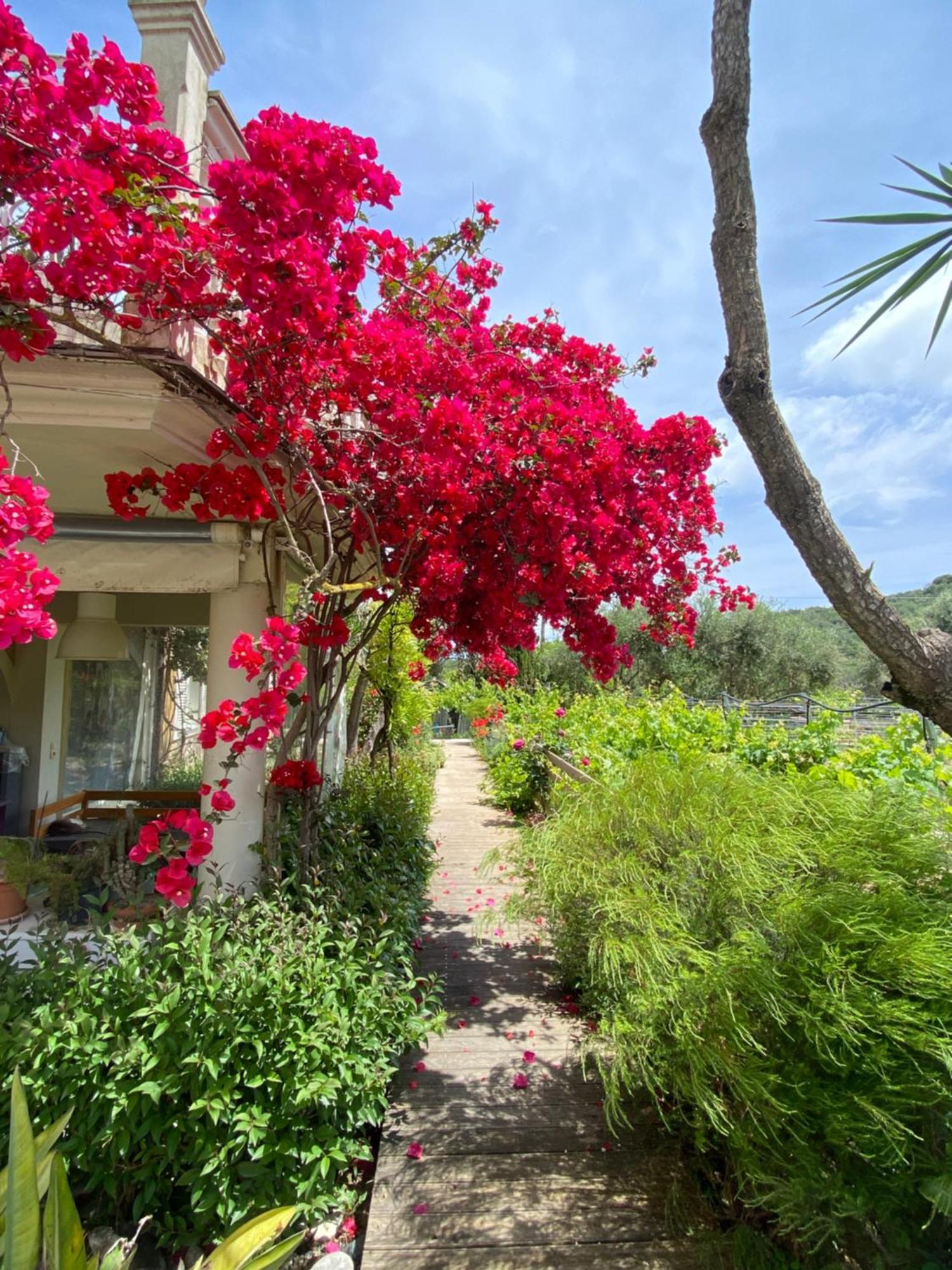 Kali Zoi -B&B Zakynthos Amoudi Eksteriør billede